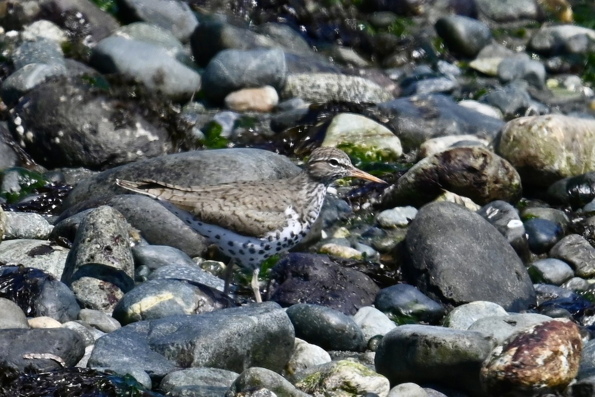 Spotted Sandpiper - Dong Qiu