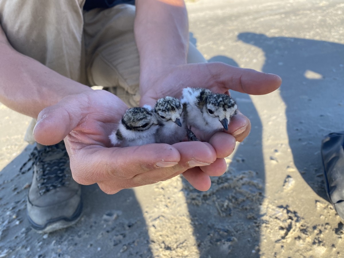 Common Ringed Plover - ML619331090