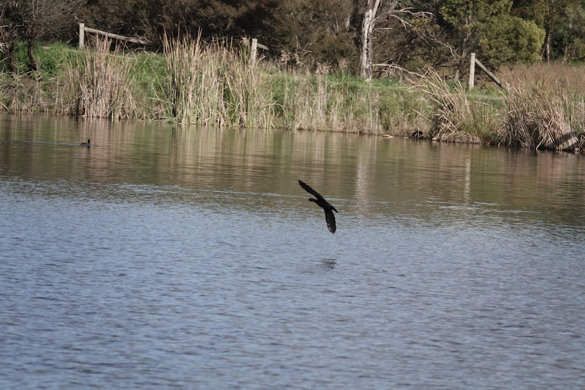 Little Black Cormorant - john cull