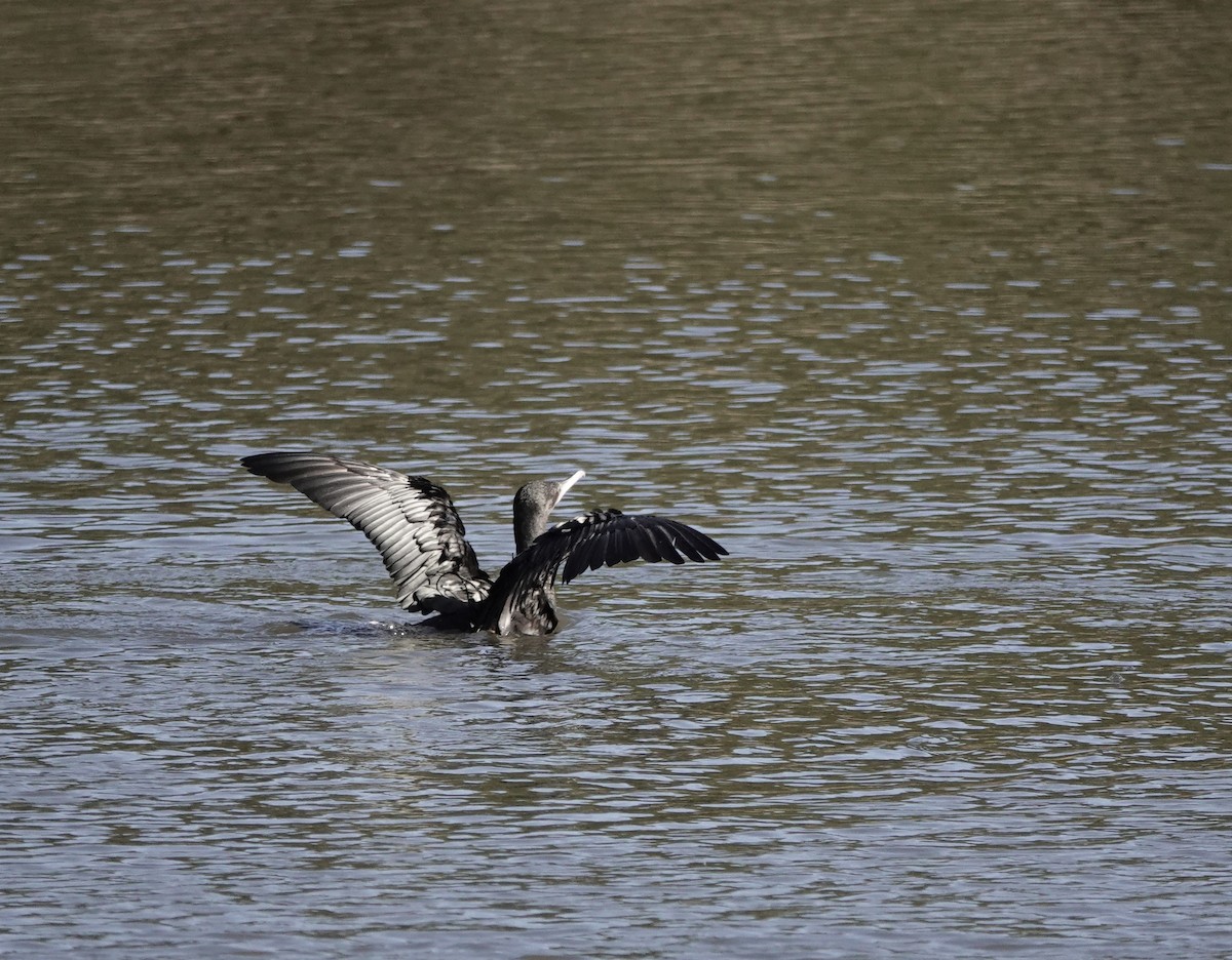 Little Black Cormorant - john cull