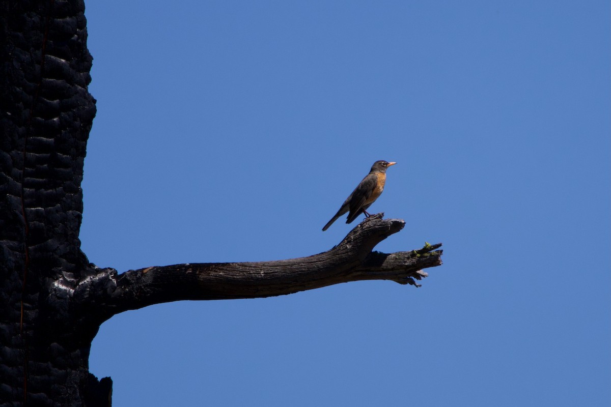 American Robin - Anonymous