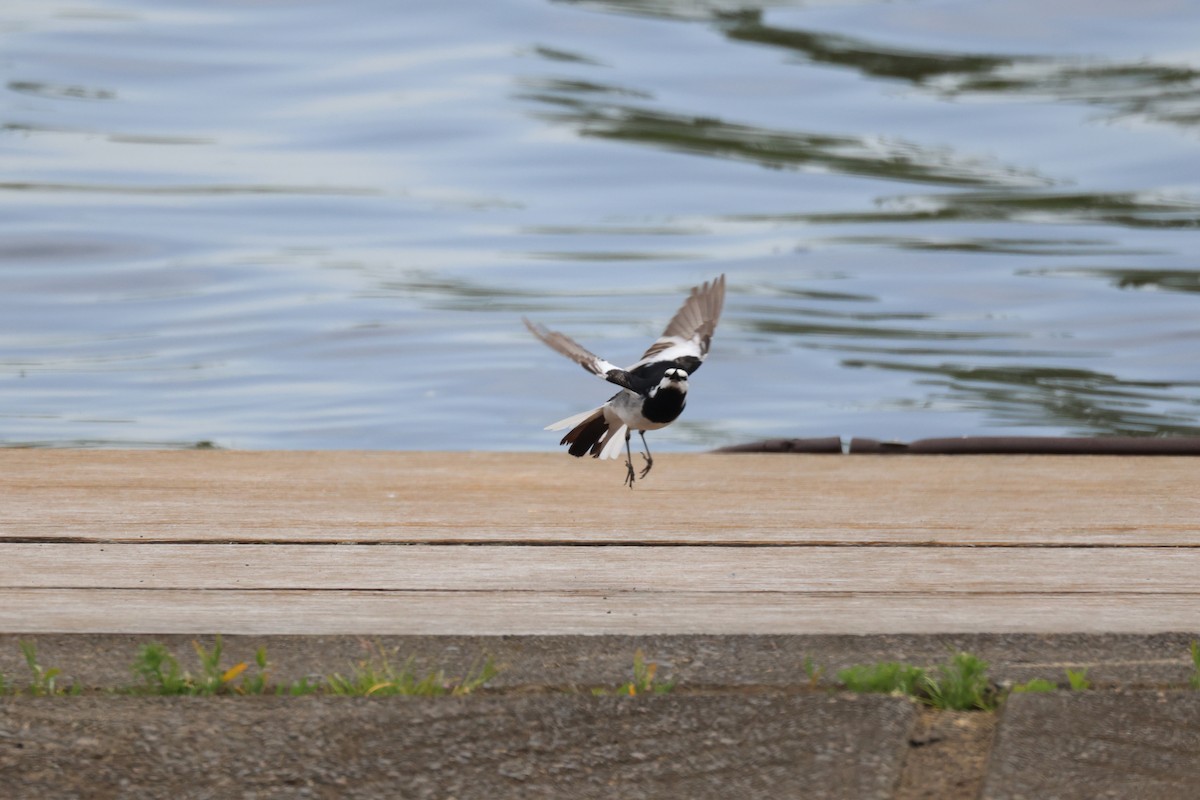 White Wagtail - Akinori Miura