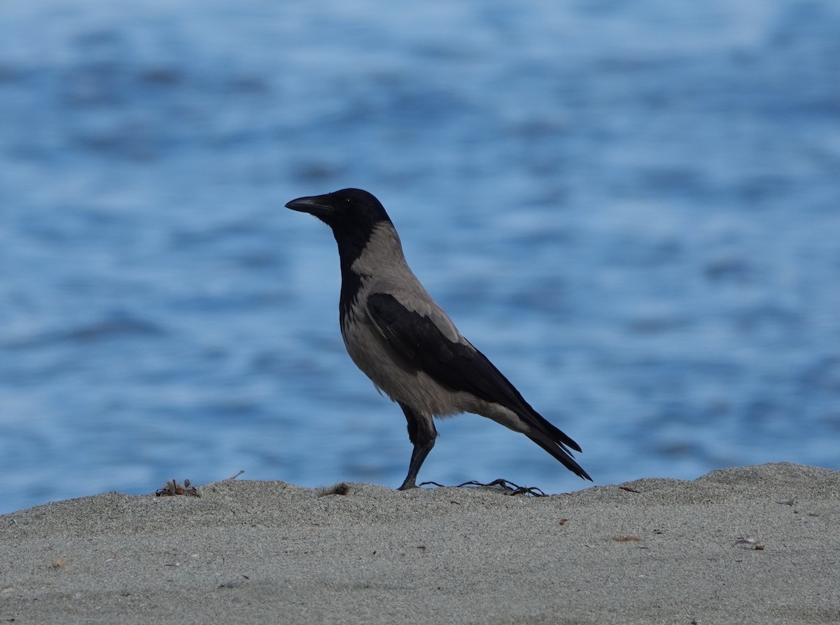Hooded Crow - Martin Kelsey