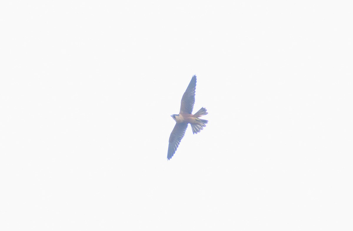 Peregrine Falcon (Shaheen) - ML619331176