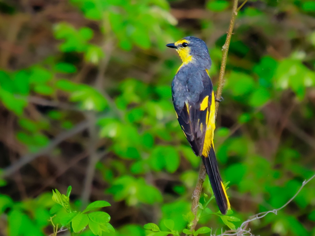 Orange Minivet - Vikram S