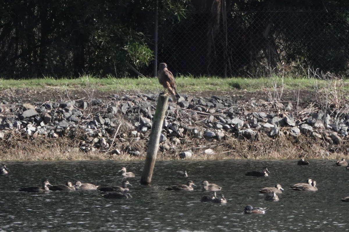 Pacific Black Duck - ML619331185