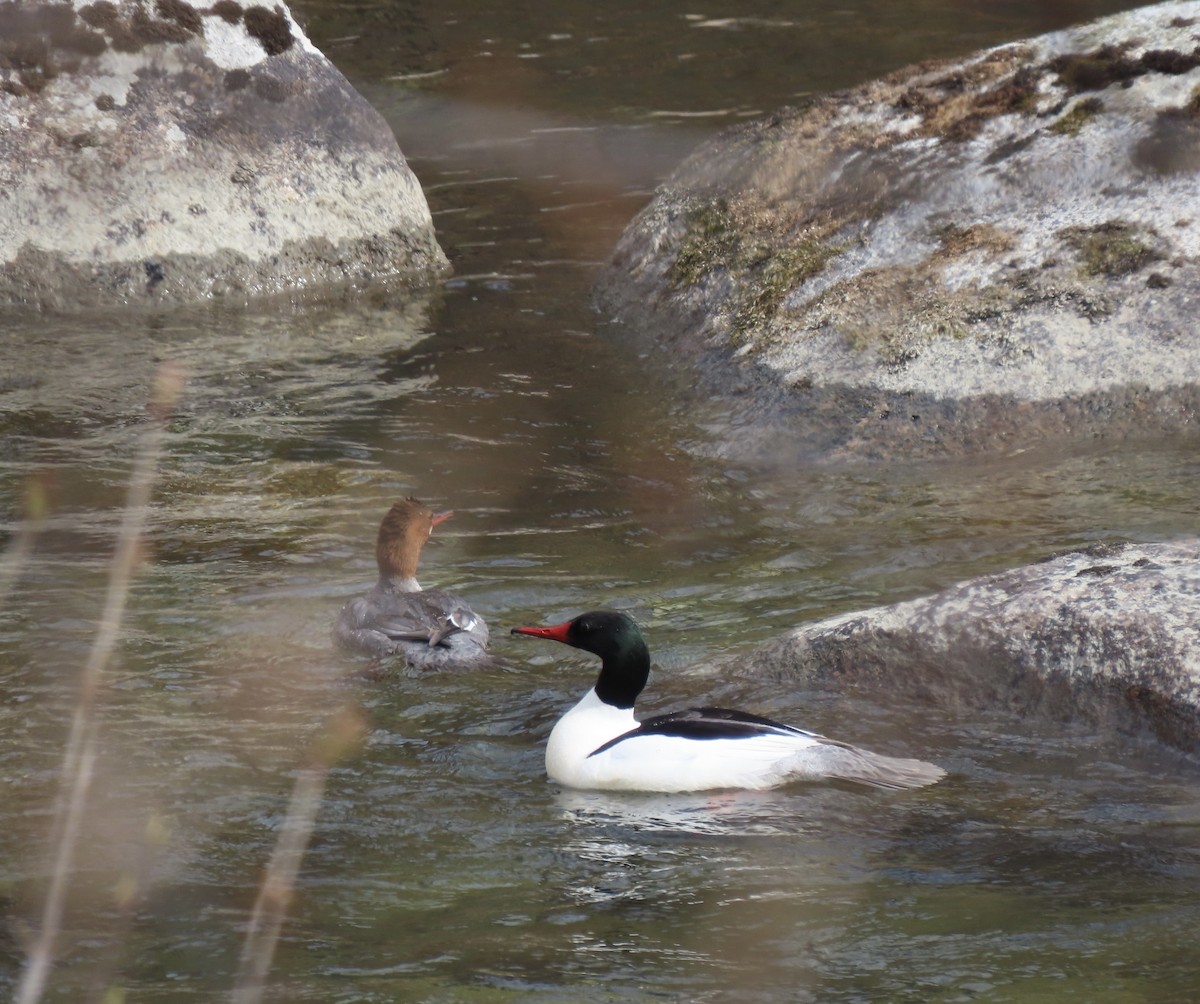 Common Merganser - Charlotte (Charlie) Sartor