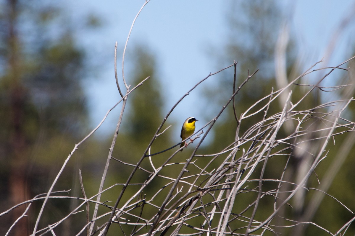 Common Yellowthroat - Anonymous