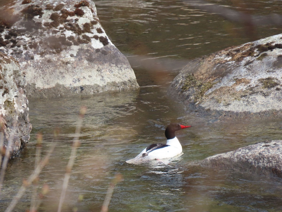 Common Merganser - Charlotte (Charlie) Sartor