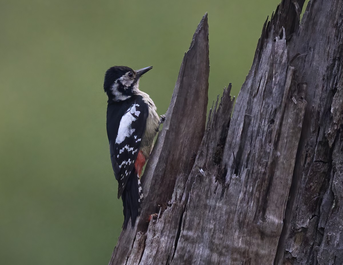 Himalayan Woodpecker - Manjunath Desai