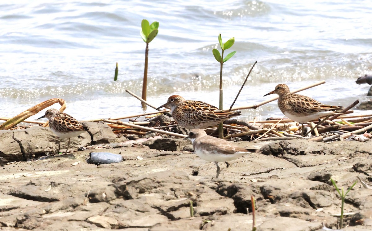 Sharp-tailed Sandpiper - Mei-Luan Wang