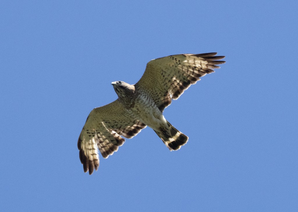 Broad-winged Hawk - Alan Wight