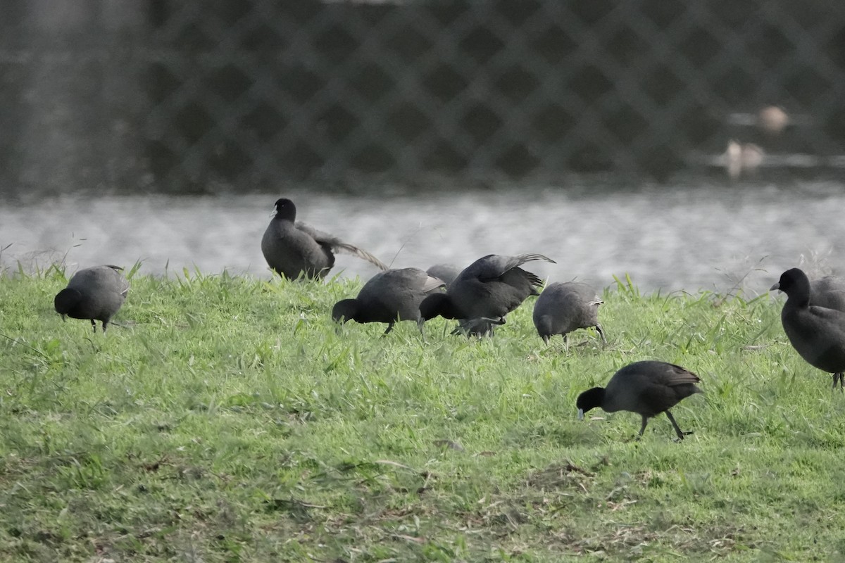 Eurasian Coot - ML619331287