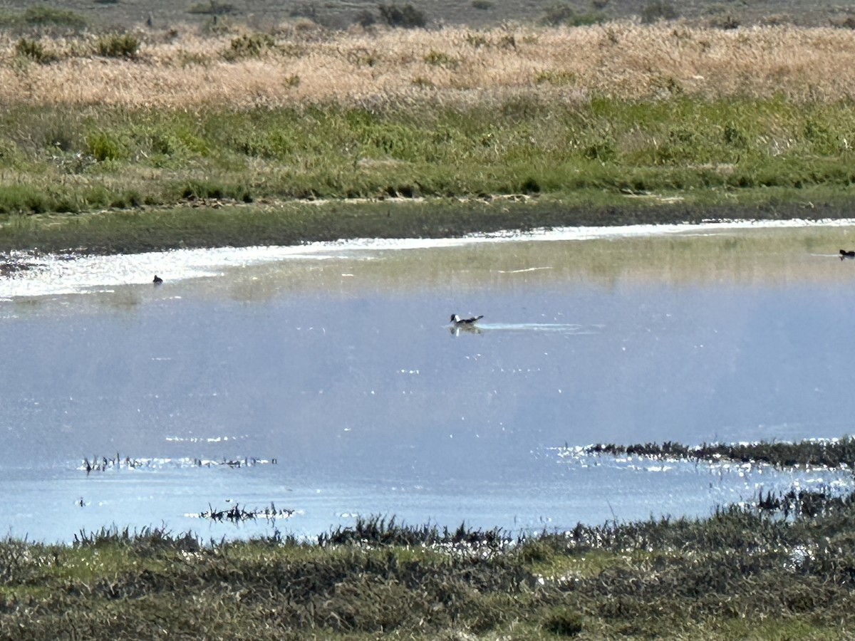 Laughing Gull - ML619331290