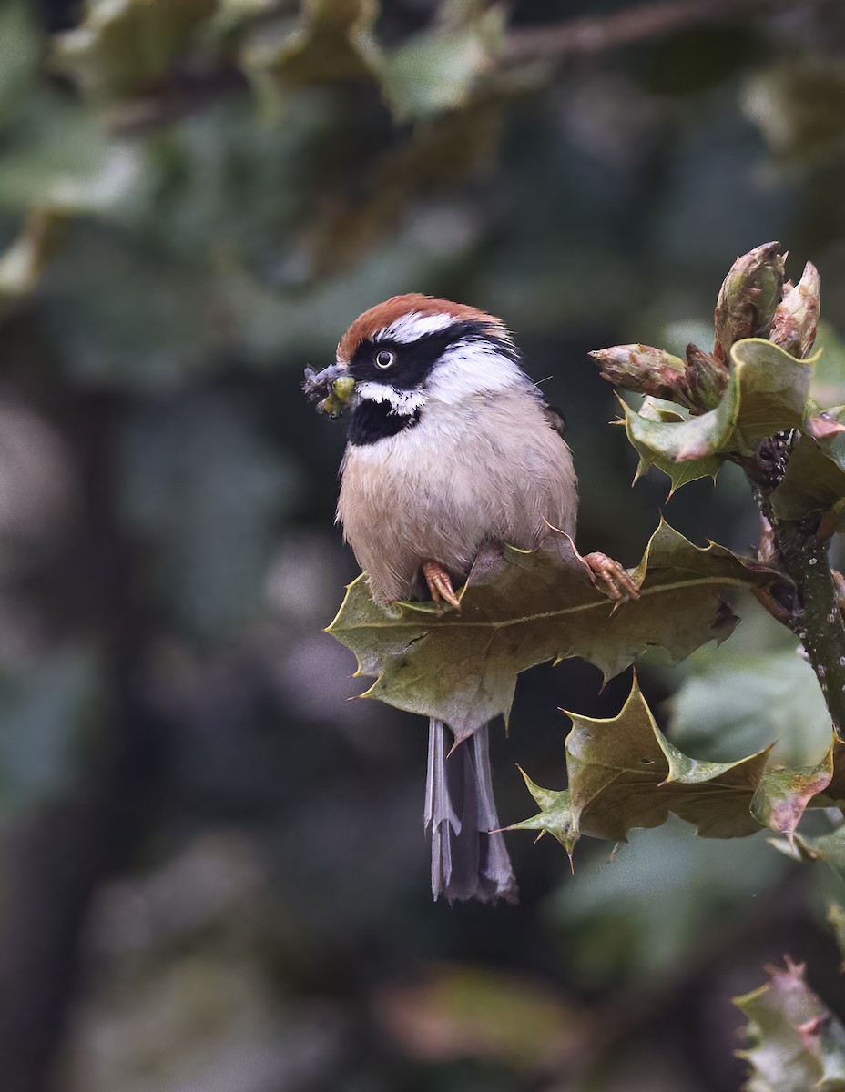 Black-throated Tit - Manjunath Desai