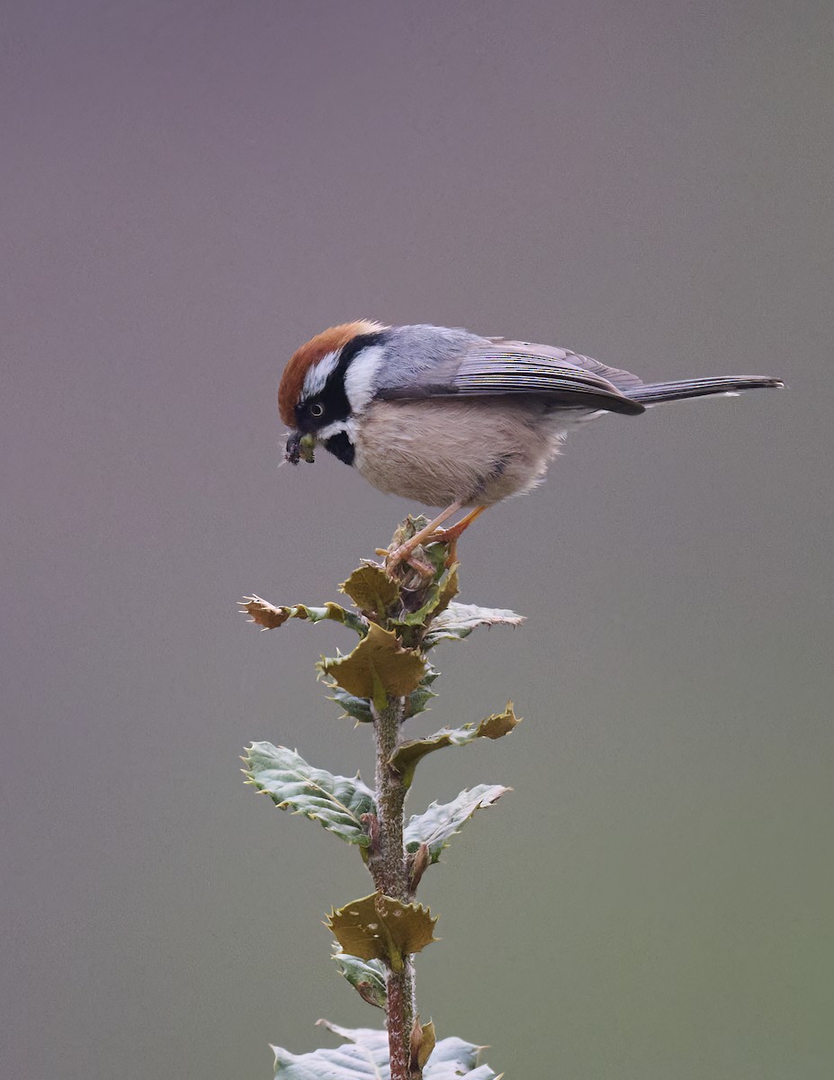 Black-throated Tit - Manjunath Desai