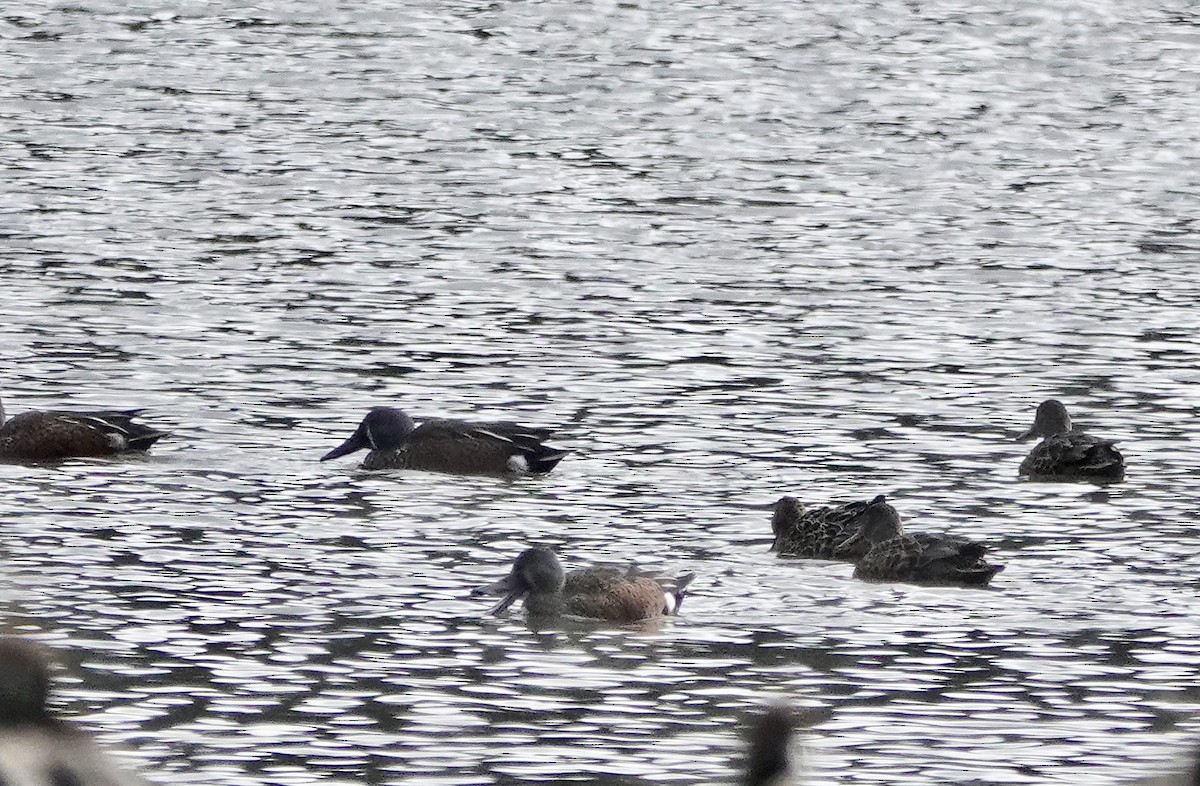 Australasian Shoveler - john cull