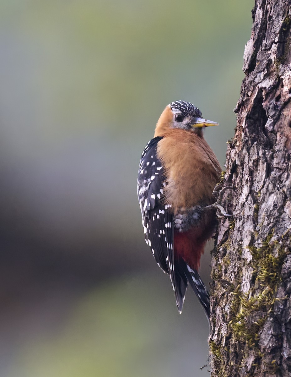 Rufous-bellied Woodpecker - Manjunath Desai