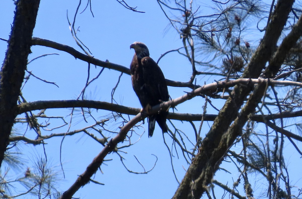 Bald Eagle - Petra Clayton