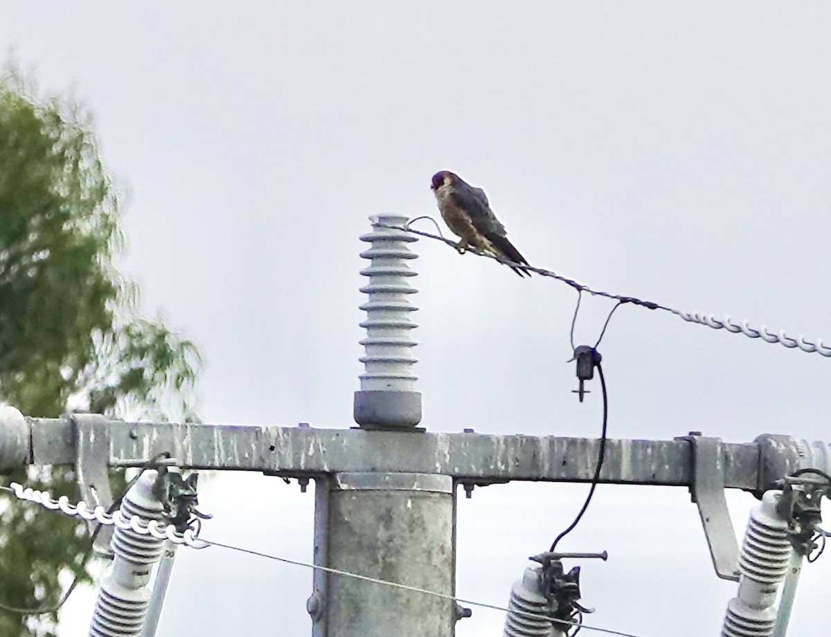 Australian Hobby - john cull