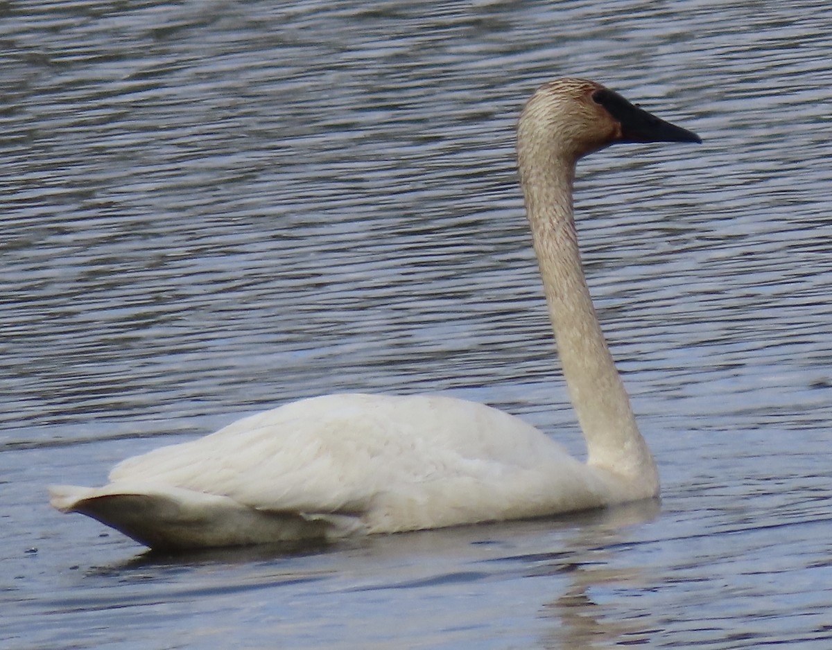 Trumpeter Swan - Charlotte (Charlie) Sartor