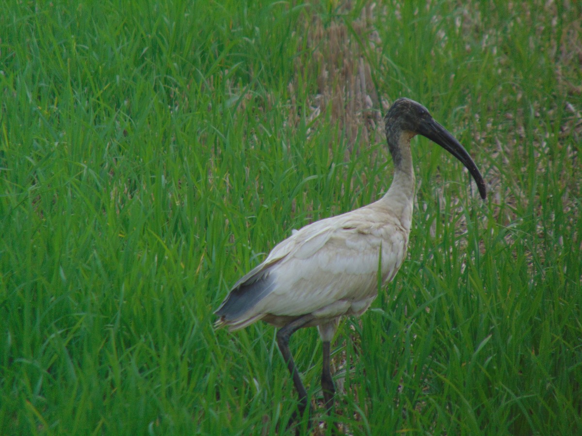 ibis černohlavý - ML619331384