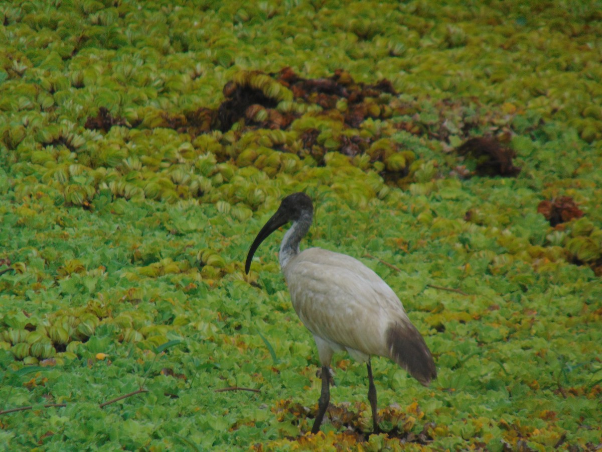 ibis černohlavý - ML619331389