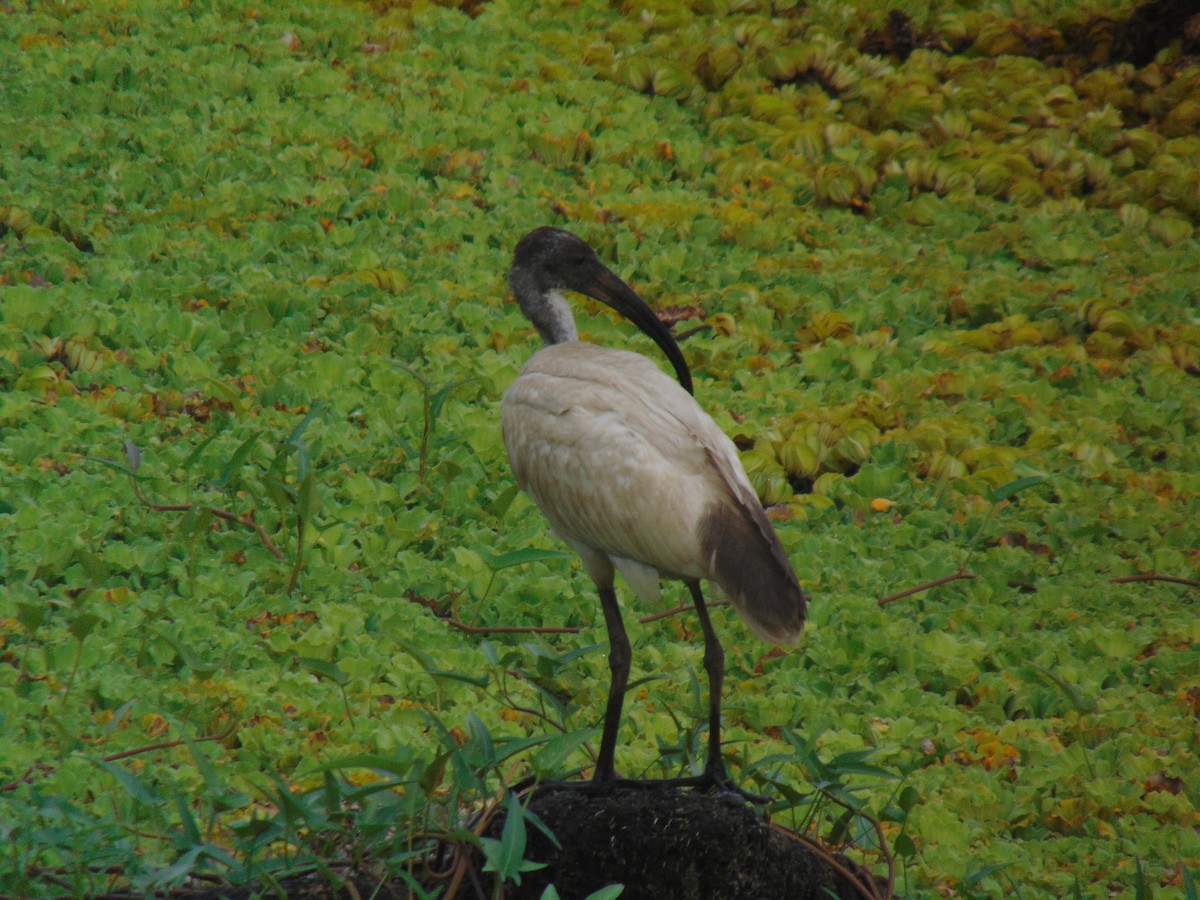 ibis černohlavý - ML619331390