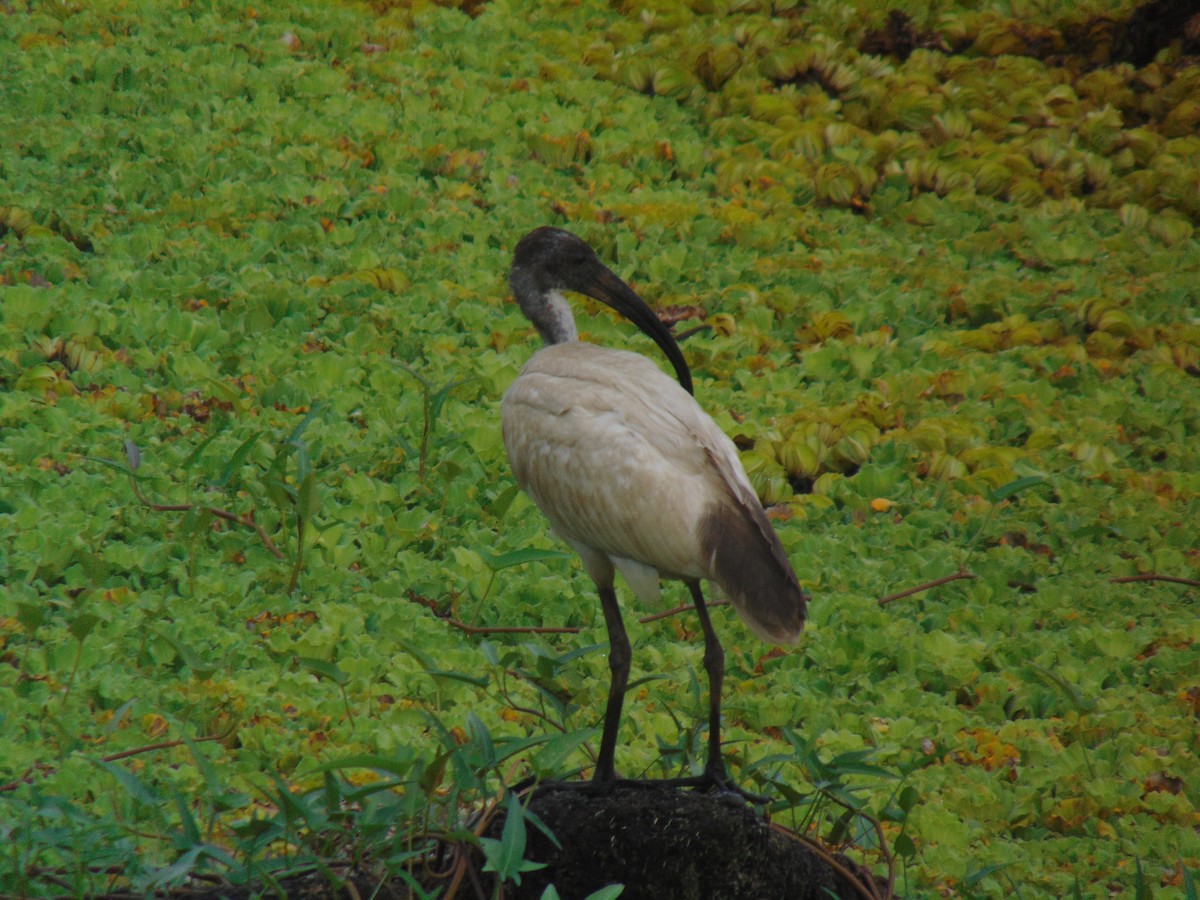 Ibis à tête noire - ML619331390