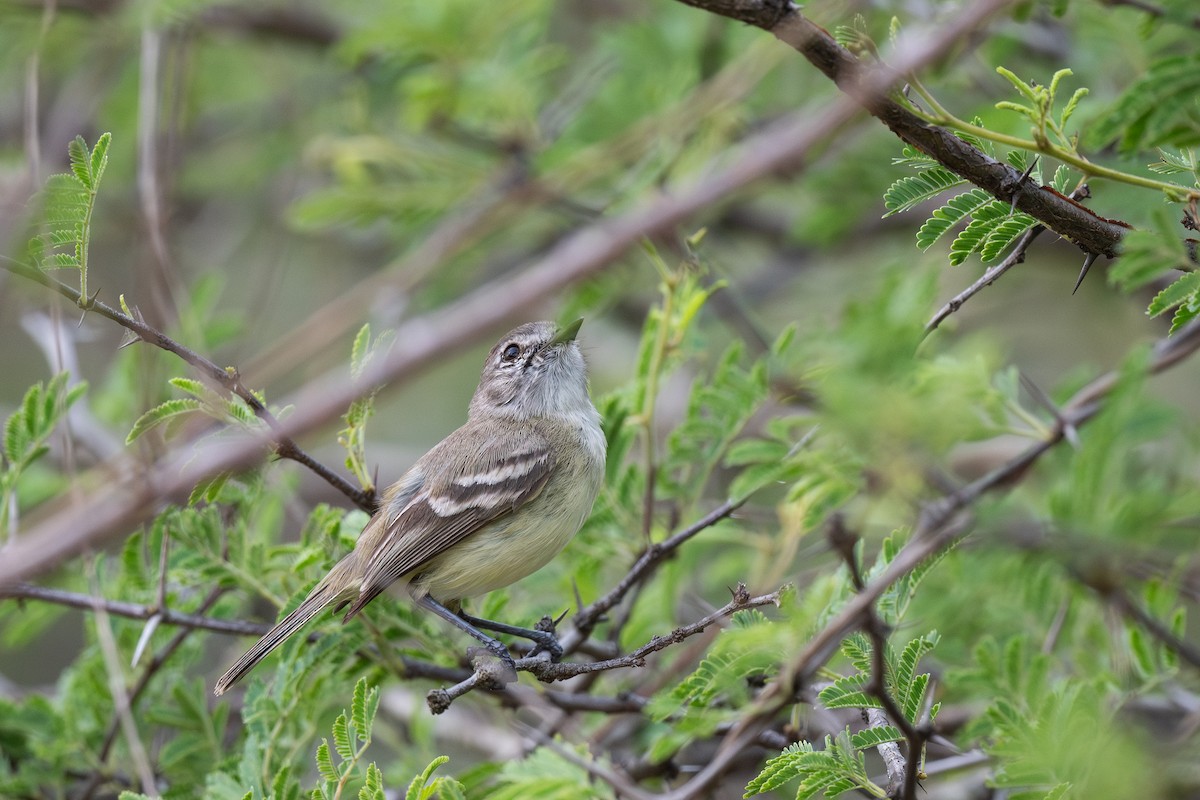 Slender-billed Tyrannulet - Steve Heinl