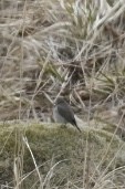 Taiga Flycatcher - ML619331399