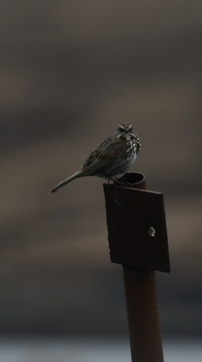 Song Sparrow (sanaka/maxima) - Sam Brayshaw