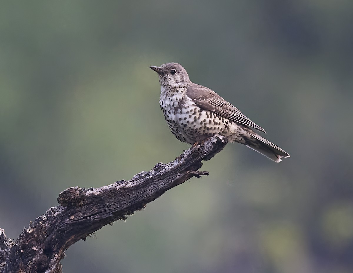 Mistle Thrush - Manjunath Desai