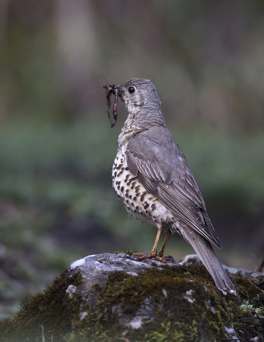 Mistle Thrush - Manjunath Desai