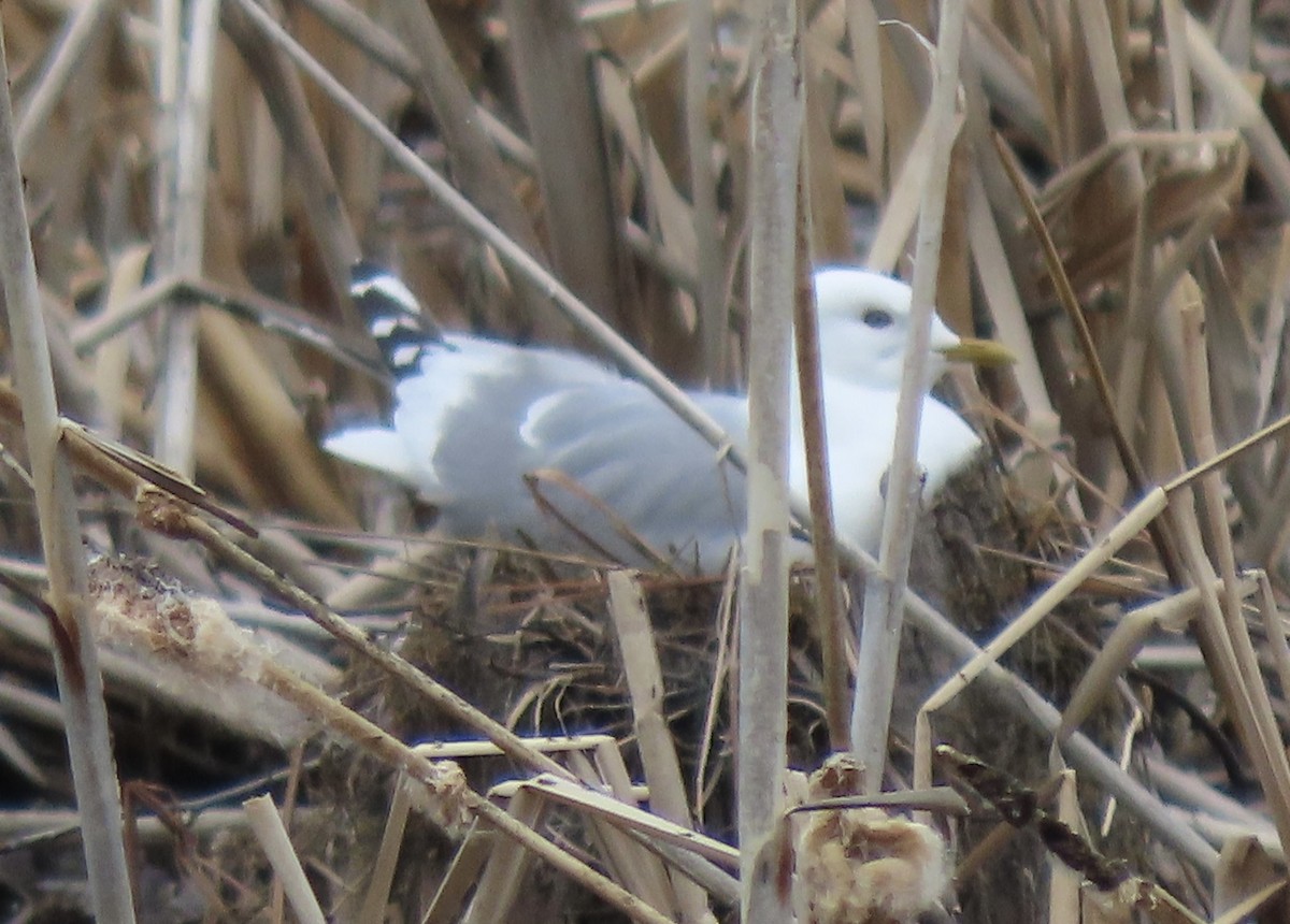 Short-billed Gull - ML619331418