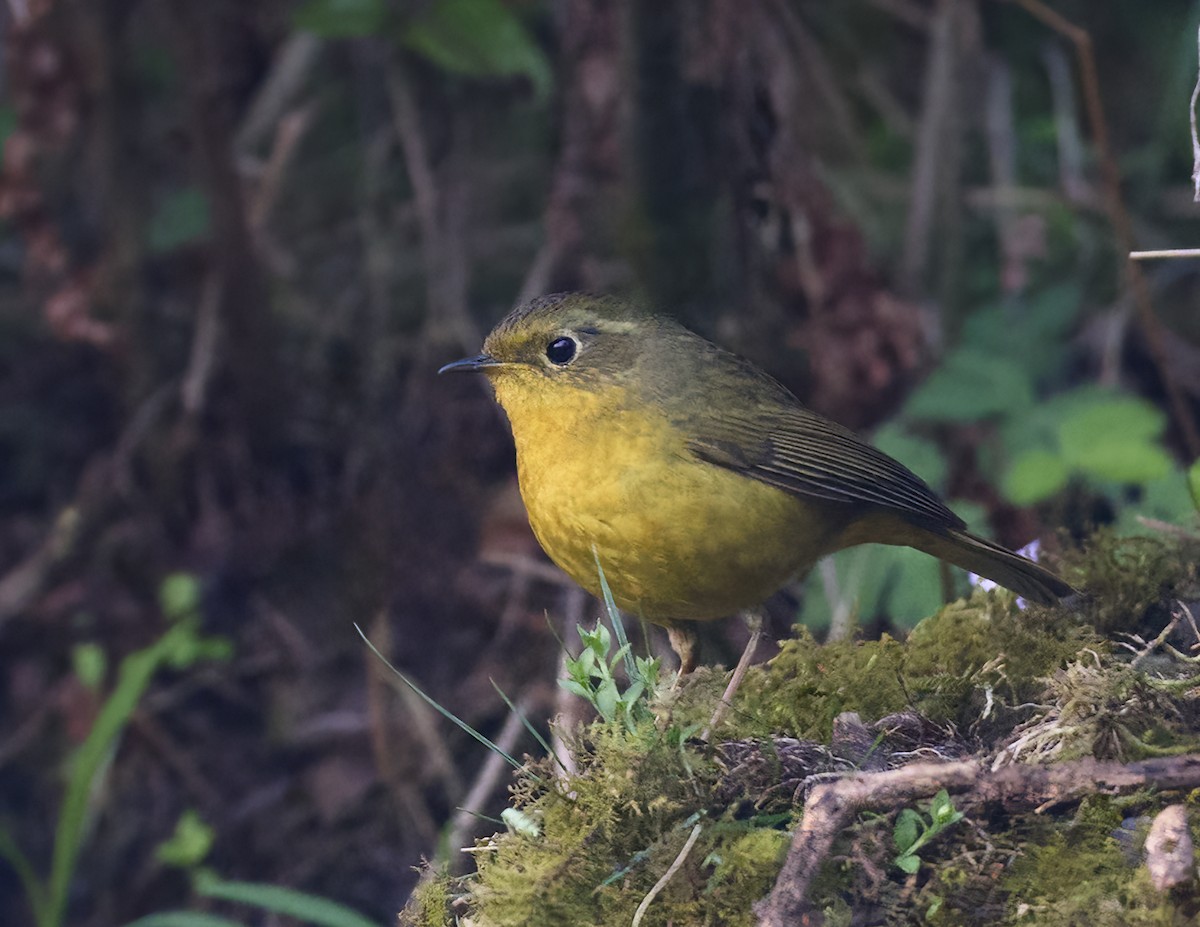 Golden Bush-Robin - Manjunath Desai