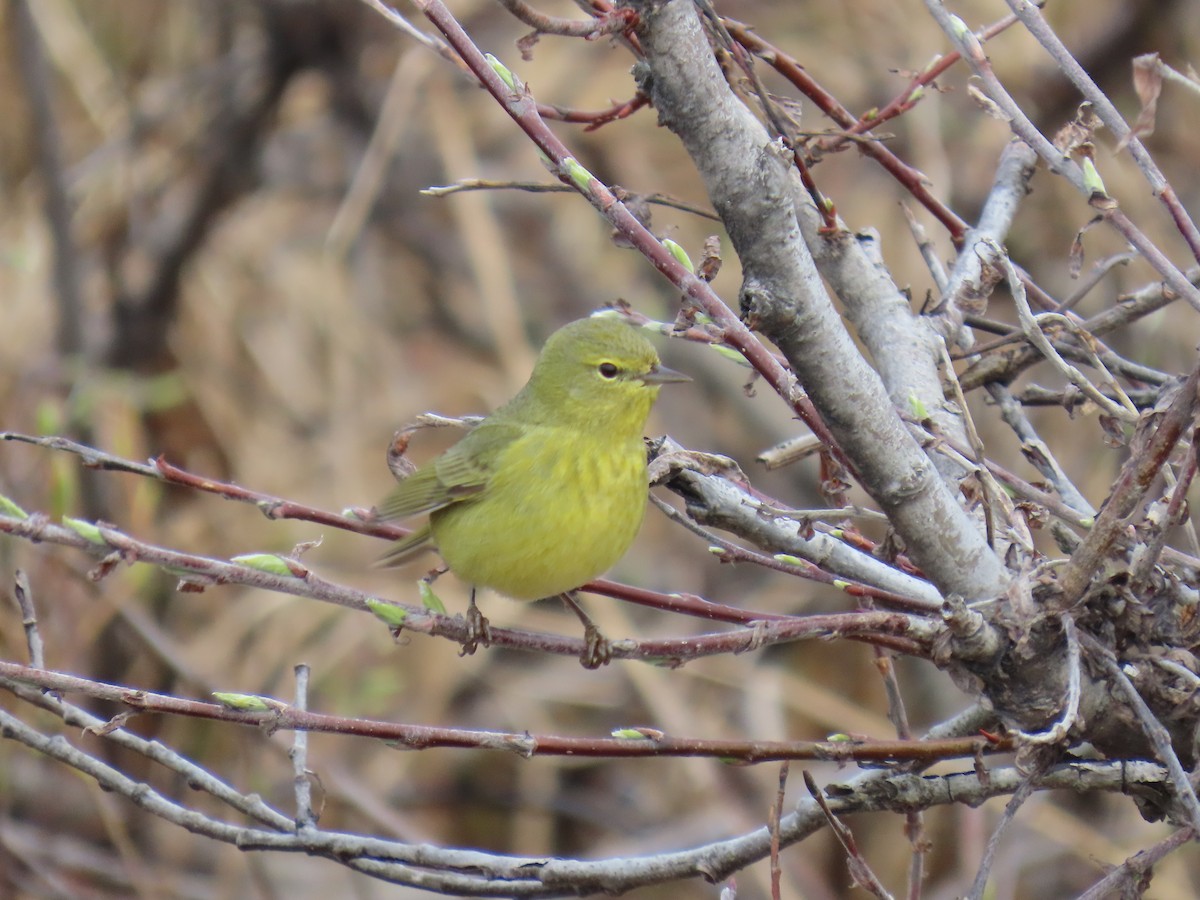 Orange-crowned Warbler - Laura Burke