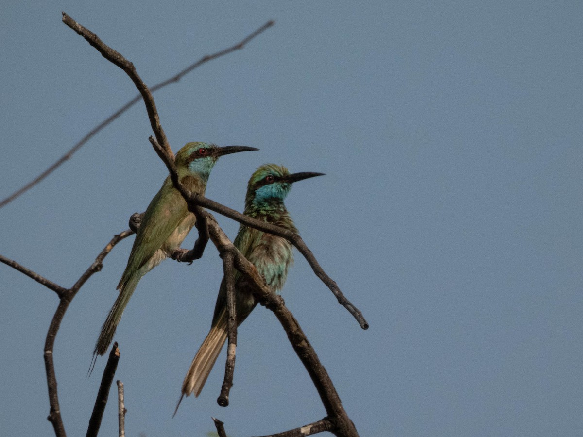 Arabian Green Bee-eater - ML619331444