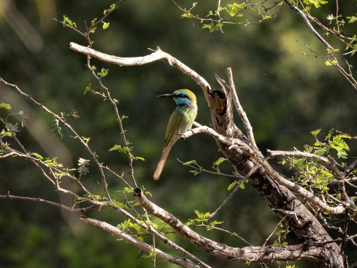 Arabian Green Bee-eater - Taisiya Prokofeva