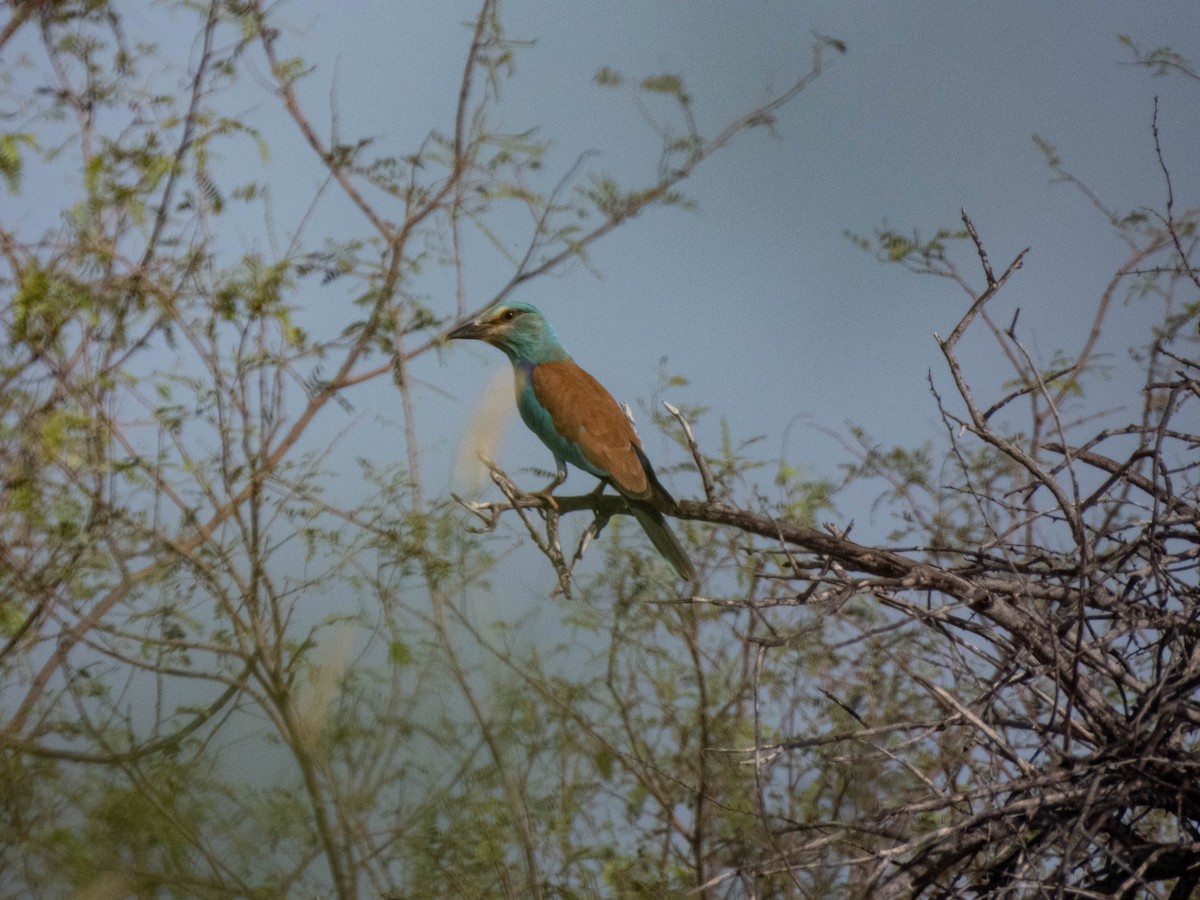 European Roller - Taisiya Prokofeva