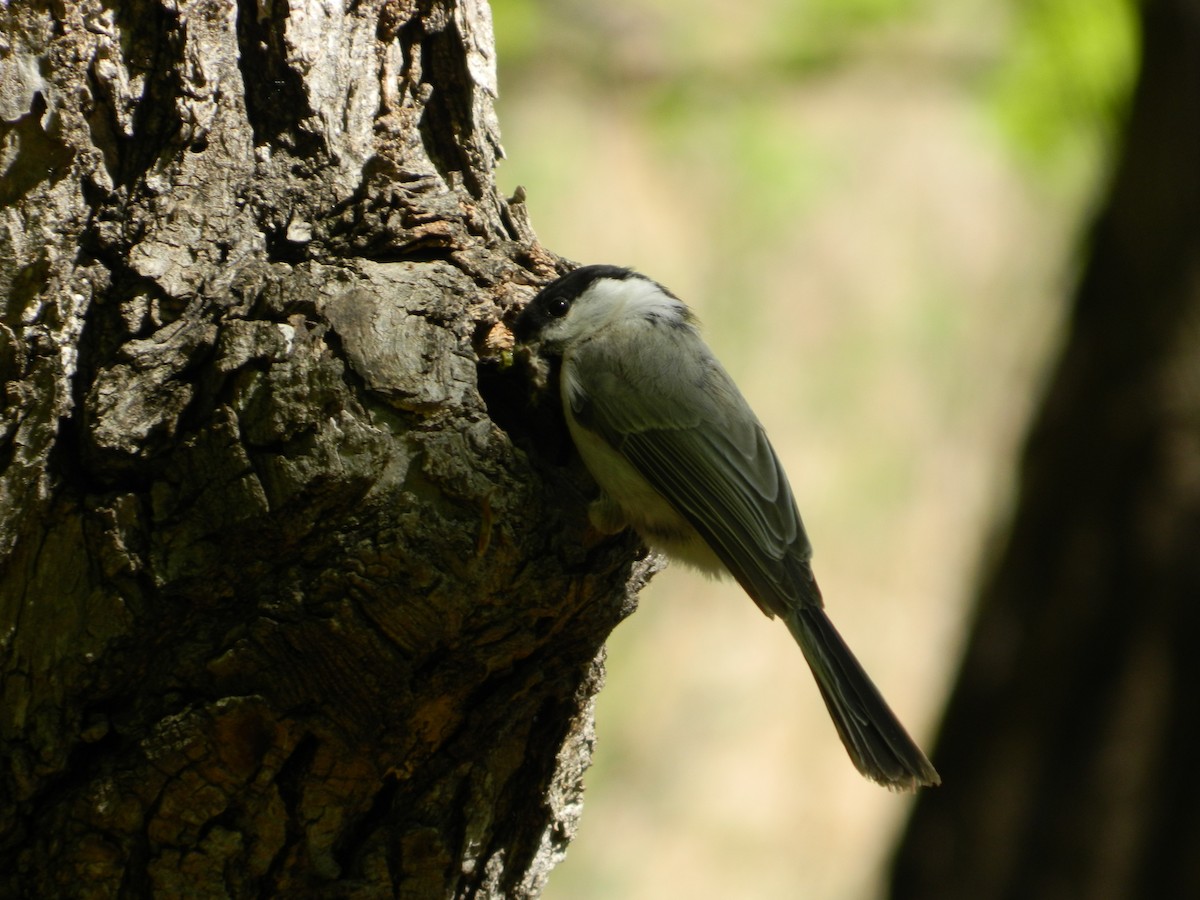 Willow Tit - Vladimir Murmilo