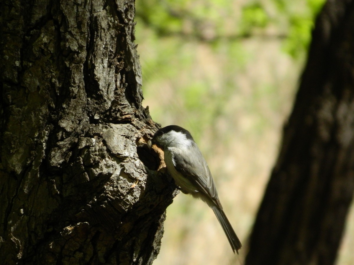 Willow Tit - Vladimir Murmilo