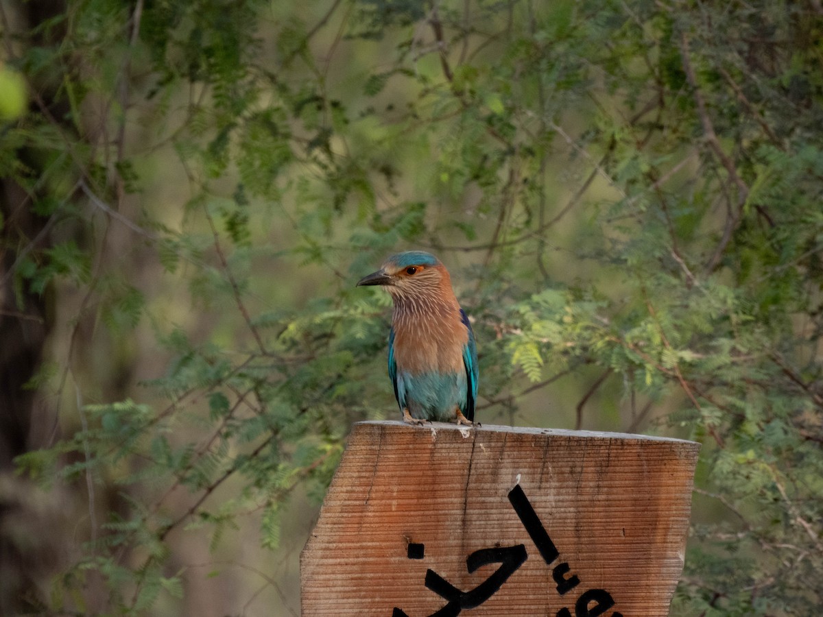 Indian Roller - Taisiya Prokofeva