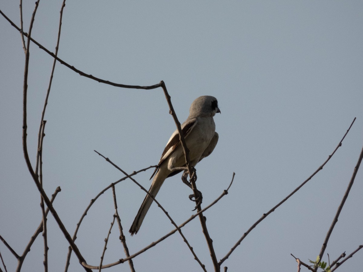 Great Gray Shrike - Taisiya Prokofeva