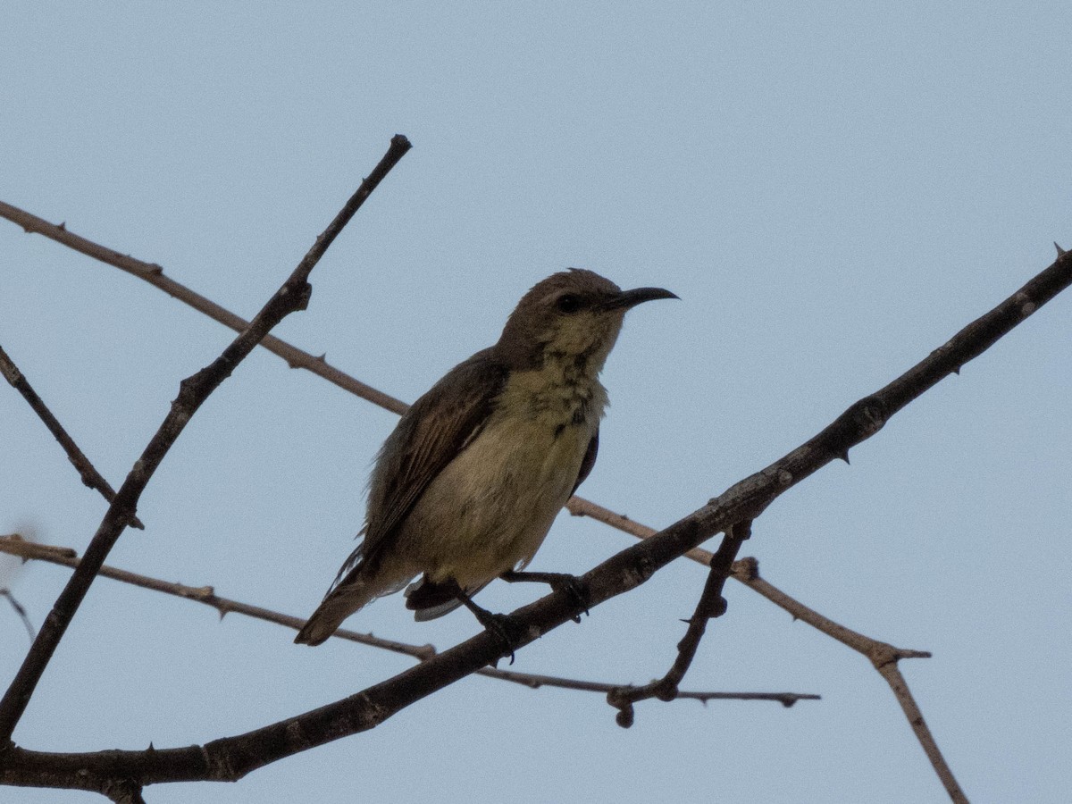 Purple Sunbird - Taisiya Prokofeva