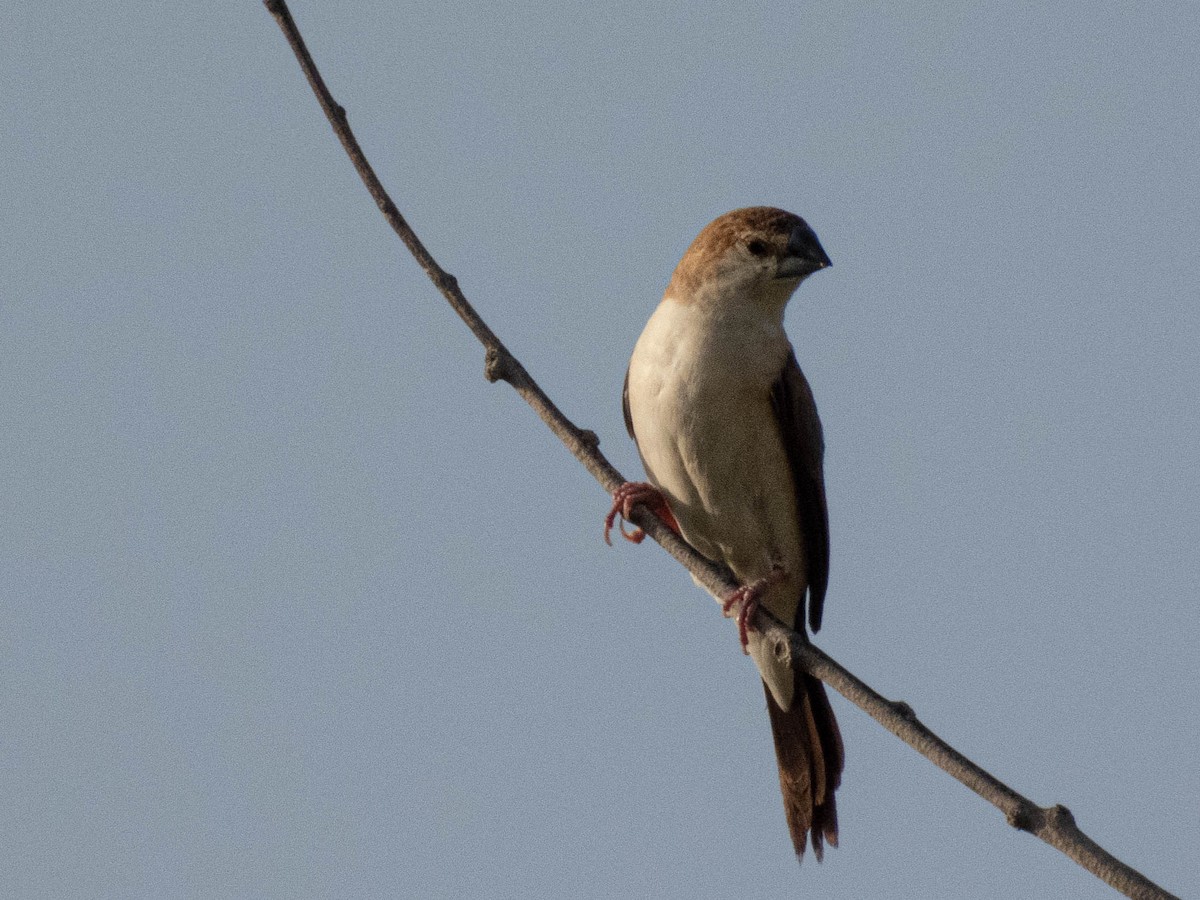 Indian Silverbill - Taisiya Prokofeva