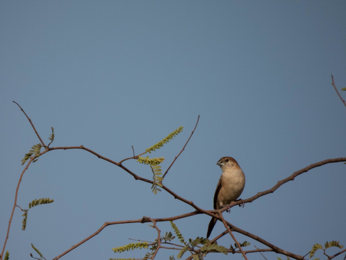 Indian Silverbill - Taisiya Prokofeva