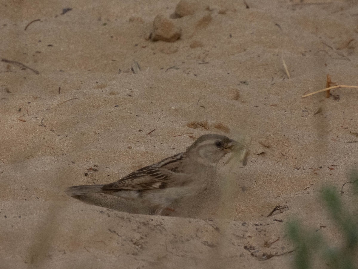 House Sparrow - ML619331464