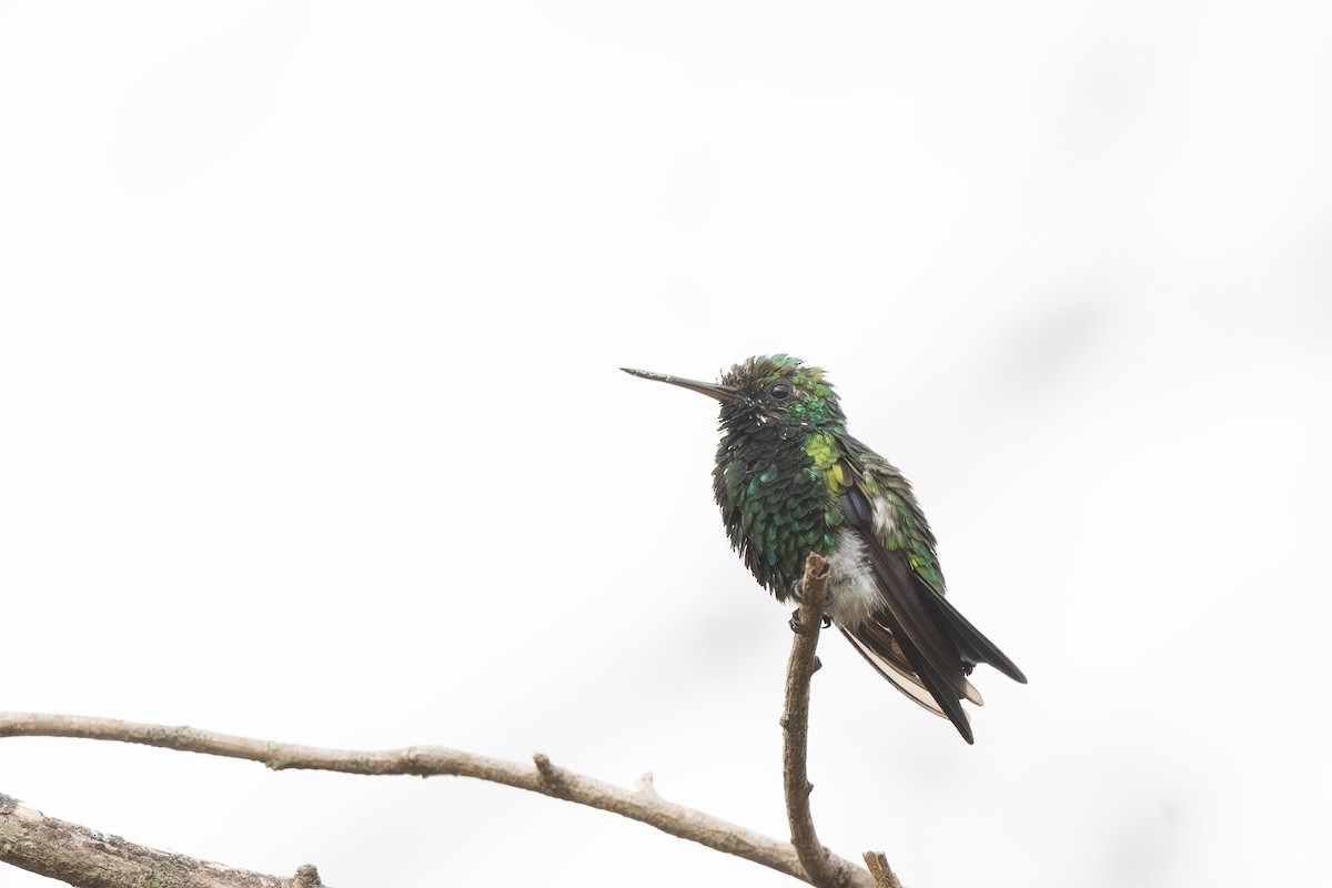 Red-billed Emerald - ML619331467