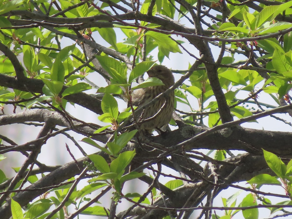 House Finch - Violet Kosack